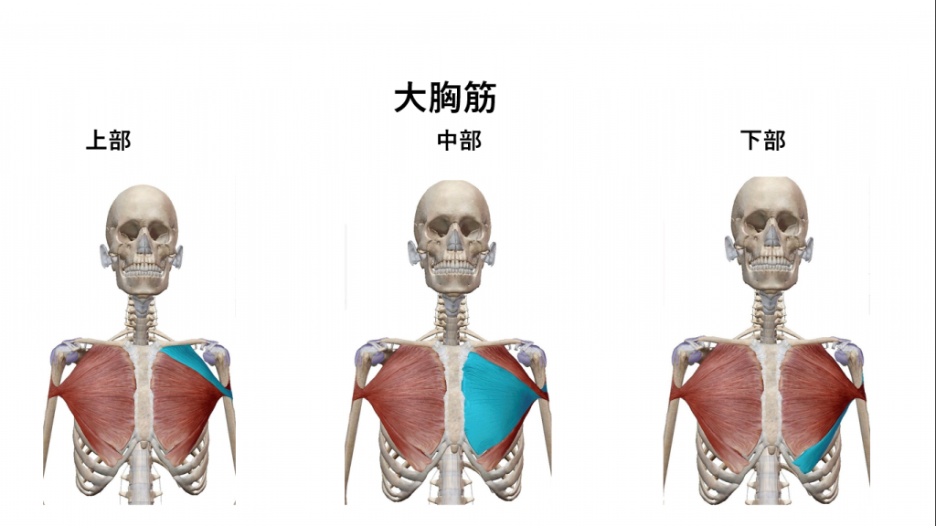大胸筋の 構造 と 動き を理解してますか スポーツジムbeequick ビークイック 上福岡店