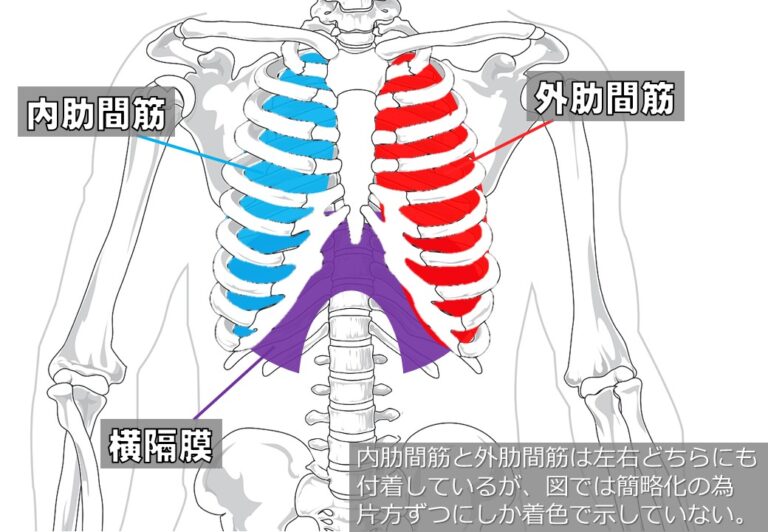 胸郭運動システムの再建法 ～運動器として捉えた胸郭の機能評価と治療 